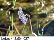 Dragonfly sits on a dry blade of grass above a pond on a sunny summer day. Стоковое фото, фотограф Лариса Гордеева / Фотобанк Лори