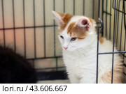 A cat in a crate, brown and white, Felidae member, carnivorous with whiskers. Стоковое фото, фотограф Аксенова Вера / Фотобанк Лори