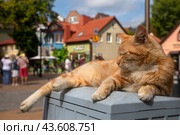 Рыжий кот отдыхает на тумбе на Курортном проспекте в центре города Зеленоградск Калининградской области, Россия (2024 год). Редакционное фото, фотограф Николай Винокуров / Фотобанк Лори