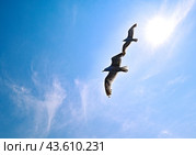Озеро Байкал. Синхронный полет чаек над проливом Ольхонские ворота. Стоковое фото, фотограф Александр Тараканов / Фотобанк Лори
