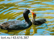 Лысуха (Fulica atra Linnaeus) кормит птенца. Стоковое фото, фотограф Головкова Елена / Фотобанк Лори