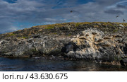A colony of sea lions is resting, lying on the slope of a rocky islet. Cormorants are sitting on cliffs, flying. Clouds in the blue sky. Isla de los lobos. Argentina. Tierra del Fuego Archipelago. Стоковое фото, фотограф Вера Ивановна Кубарева / Фотобанк Лори
