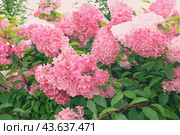 Hydrangea paniculata and conifer. Beautiful Garden path made of natural stones, gravel. Huge landscaping trend. Lawn, shrubbery in the backyard. Scenic of nice landscaped. Walkway. Green home design. Стоковое фото, фотограф Марина Демидюк / Фотобанк Лори