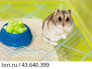 Dwarf hamster and bowl of fresh food in cage. Cute hamster standing on hind paws. Карликовый хомяк и миска со свежими овощами в клетке. Милый грызун стоит на задних лапах. Стоковое фото, фотограф Ира Орлова / Фотобанк Лори