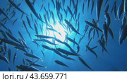 Mesmerizing world of the underwater school of sardines. Стоковое видео, видеограф Ольга Хорошунова / Фотобанк Лори