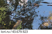 The dark surface of the old pond is covered with branches and water greenery. Стоковое видео, видеограф Ярославский Максим / Фотобанк Лори