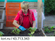 Рыхление почвы руками огуречной рассады на грядке. Стоковое фото, фотограф Людмила Ефимова / Фотобанк Лори