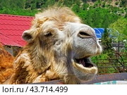 Портрет большого красивого верблюда. Portrait of the beautiful camel. Стоковое фото, фотограф Татьяна Д / Фотобанк Лори