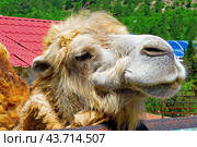 Портрет большого красивого верблюда. Portrait of the beautiful camel. Стоковое фото, фотограф Татьяна Д / Фотобанк Лори