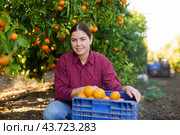 Positive female farmer picking carefully mandarins on plantation. Стоковое фото, фотограф Яков Филимонов / Фотобанк Лори