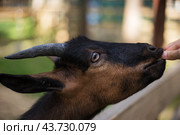 Руки девушки, кормящей коз на ферме в летний день. Голова коз крупным планом. Стоковое фото, фотограф Galina Oleksenko / Фотобанк Лори