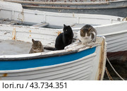 Кошки сидят на палубе рыболовной шлюпки. A cat sits on the deck of a fishing dinghy. Стоковое фото, фотограф Татьяна Д / Фотобанк Лори