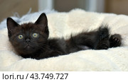 A black kitten with bright green eyes, comfortably settled on a soft beige blanket. The kitten looks straight at the camera, its ears are erect, which gives it a curious and attentive look. The soft blanket creates a feeling of warmth and coziness, emphasizing the charm and fragility of the young animal. Стоковое фото, фотограф Анна Кривицкая / Фотобанк Лори