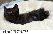 A black kitten with bright green eyes, comfortably settled on a soft beige blanket. The kitten looks straight at the camera, its ears are erect, which gives it a curious and attentive look. The soft blanket creates a feeling of warmth and coziness, emphasizing the charm and fragility of the young animal. Стоковое фото, фотограф Анна Кривицкая / Фотобанк Лори