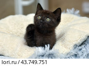 A black kitten with bright green eyes, comfortably settled on a soft beige blanket. The kitten looks straight at the camera, its ears are erect, which gives it a curious and attentive look. The soft blanket creates a feeling of warmth and coziness, emphasizing the charm and fragility of the young animal. Стоковое фото, фотограф Анна Кривицкая / Фотобанк Лори