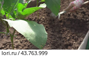 loosen the soil around the plant in the garden. Стоковое видео, видеограф Владимир Федоров / Фотобанк Лори