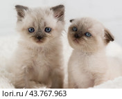 Два голубоглазых котёнка окраса колор-пойнт: вислоухий и прямоухий. Стоковое фото, фотограф Наталья Гармашева / Фотобанк Лори