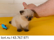 Мужская рука гладит котёнка окраса колор-пойнт. Стоковое фото, фотограф Наталья Гармашева / Фотобанк Лори