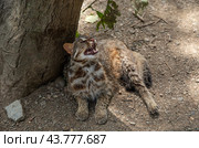 The Amur leopard cat (Prionailurus bengalensis euptilura) living in russian forest, Far East. Стоковое фото, фотограф Татьяна Терехина / Фотобанк Лори