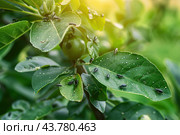 Ants and Aphids. Insect pests. Little black aphid Colony on a green leaf. Lice pest infestation. Aphids on the stem and leaves of a plant. Hemiptera, Caterpillar eating leaf. Garden Parasite Macro. Стоковое AI-изображение, AI-художник Марина Демидюк / Фотобанк Лори