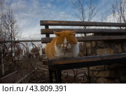 Брошенный рыжий кот сидит на лавочке на улице. Стоковое фото, фотограф Екатерина Малиева / Фотобанк Лори