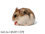 Dwarf hamster eating nut on white background, side view. Карликовый хомяк ест орех на белом фоне, вид сбоку. Стоковое фото, фотограф Ира Орлова / Фотобанк Лори