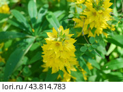 Many yellow flowers on one stem. Стоковое фото, фотограф Andrew_Swarga / Фотобанк Лори