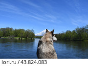 Собака  породы лайка на лодке. Корякский вулкан. Река Авача. Стоковое фото, фотограф syngach / Фотобанк Лори