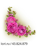 Pink roses, eucalyptus green leaves and chamelaucium flowers in a corner floral arrangement. Стоковое фото, фотограф Корниенко Оксана / Фотобанк Лори