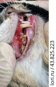 A close-up of the cat's mouth showing problems with its teeth and gums. The gums are visible, which are very inflamed and bleeding. There is significant plaque and tartar on the teeth. The kitten is suffering from dental disease, probably periodontitis or gingivitis. The cat's mouth is open, and both the upper and lower teeth are visible. The photo also shows a person's gloved hands carefully holding the cat's mouth open for inspection. The background is blurred, allowing attention to be focused on the condition of the cat's teeth and gums. Стоковое фото, фотограф Анна Кривицкая / Фотобанк Лори