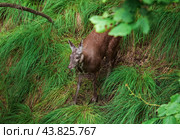 The Siberian musk deer (Moschus moschiferus) walking in the Far east of russia. Стоковое фото, фотограф Татьяна Терехина / Фотобанк Лори