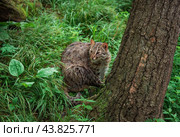 The Amur leopard cat (Prionailurus bengalensis euptilura) living in russian forest, Far East. Стоковое фото, фотограф Татьяна Терехина / Фотобанк Лори