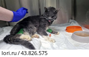 A very sick cat in a veterinary clinic. The cat is sitting in a cage on a white sheet, with metal cage walls visible around it. There are green bandages on its paws, which may indicate medical procedures or treatment. The cat looks weak and exhausted, with its head down. An orange bowl is visible in the right corner, which is probably intended for food or water. The photo conveys an atmosphere of care and medical care for a sick animal. Стоковое фото, фотограф Анна Кривицкая / Фотобанк Лори