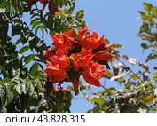 Blooming African tuliptree, fountain tree (lat.- Spathodea campanulata) in the Ein Gedi Botanical Garden. Стоковое фото, фотограф Irina Opachevsky / Фотобанк Лори