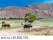 Сарлык (горный як) с коровами пасётся в межгорной долине, в окрестностях села Чаган-Узун. Кош-Агачский район республики Алтай. Западная Сибирь. Стоковое фото, фотограф Евгений Мухортов / Фотобанк Лори