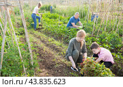 Woman with preteen son working together in family garden. Стоковое фото, фотограф Яков Филимонов / Фотобанк Лори