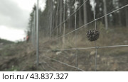 Spruce cone in the fence lattice шишка от ели в решетке забора. Стоковое видео, видеограф Опока Алексей / Фотобанк Лори