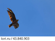 Коршун в небе. Стоковое фото, фотограф Поляков Михаил / Фотобанк Лори