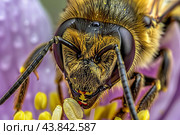 Close up of a bumblebee gathering pollen on a purple flower. Стоковое AI-изображение, AI-художник Иван Рябоконь / Фотобанк Лори