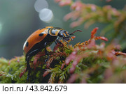 Large black and orange bug crawling on vibrant green and pink plants. Стоковое AI-изображение, AI-художник Иван Рябоконь / Фотобанк Лори