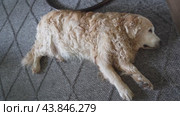An old curly-haired Labrador Retriever lies full length on a gray litter, on its side. The pet is tired, the dog is resting. Стоковое видео, видеограф Darya Komarova / Фотобанк Лори