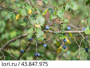 Ripe wild plum or blackthorn growing in the forest. Yard, garden, cottage. Стоковое фото, фотограф Сергей Долгов / Фотобанк Лори
