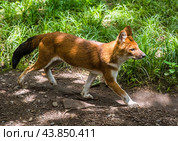 The dhole (Cuon alpinus) red wolf walking in the russian far east. Стоковое фото, фотограф Татьяна Терехина / Фотобанк Лори