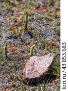 Orostachys spinosa (L.) C.A. Mey. (семейство Crassulaceae) - Горноколосник колючий, в естественных природных условиях произрастания . Чуйская степь близ села Ташанта. Кош-Агачский район горного Алтая. Западная Сибирь. Стоковое фото, фотограф Евгений Мухортов / Фотобанк Лори