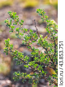 Caragana bungei Ledeb. (семейство Fabaceae) - Карагана Бунге. Дикорастущий кустарник на склонах Северо-Чуйского горного хребта. Кош-Агачский район горного Алтая. Стоковое фото, фотограф Евгений Мухортов / Фотобанк Лори