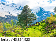 Beautiful view of the mountain nature against the background of the snowy peak of the Elbrus region in sunny weather. The highlanders of the North Caucasus. Russia. Стоковое фото, фотограф Константин Лабунский / Фотобанк Лори