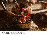Laying hens next to basket full of fresh eggs in chicken coop. Стоковое фото, фотограф Яков Филимонов / Фотобанк Лори