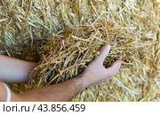 Close-up of straw for fodder for cows in the hands of farmer in warehouse. Стоковое фото, фотограф Яков Филимонов / Фотобанк Лори