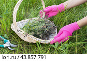 A woman shows a full basket of the medicinal plant Nonea Pulla, used as a raw material for the manufacture of anti-inflammatory and antibacterial medicine. Стоковое фото, фотограф Сергей Чайко / Фотобанк Лори