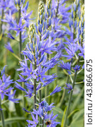 Camassia leichtlinii Caerulea flower in a garden. Стоковое фото, фотограф Ольга Сейфутдинова / Фотобанк Лори